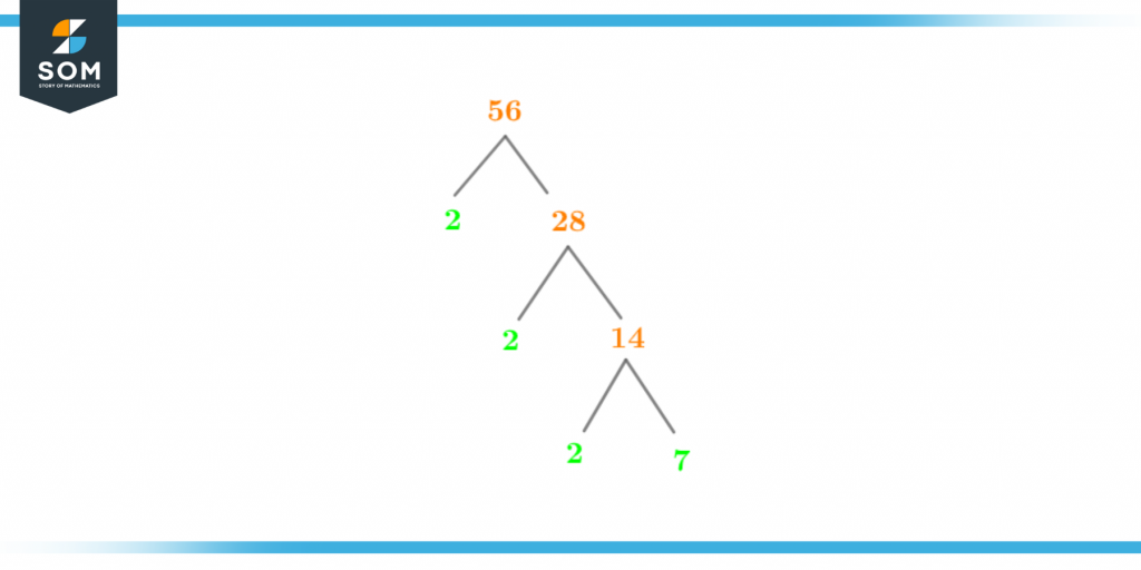Factor tree of fifty six